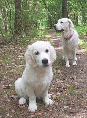 Zlatý retrívr (Golden retriever) s PP - fenka