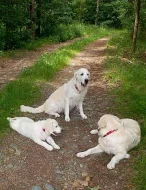 Zlatý retrívr (Golden retriever) s PP - fenka