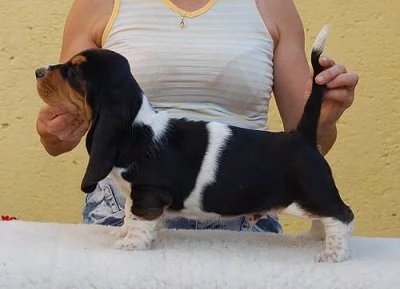 Basset hound