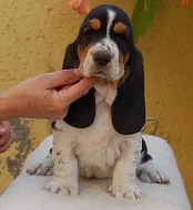 Basset hound