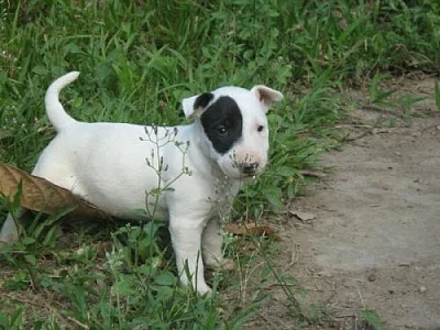 Mini bull terrier štěňata