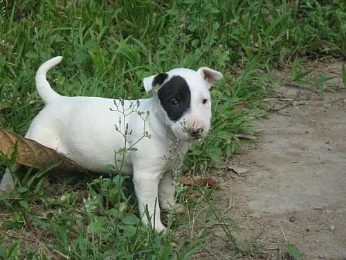 Mini bull terrier štěňata