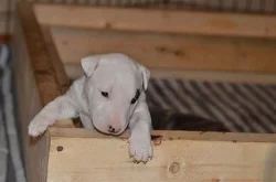 Mini bull terrier štěňata