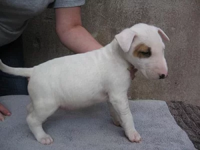 2 Mini bull terrier štěňata