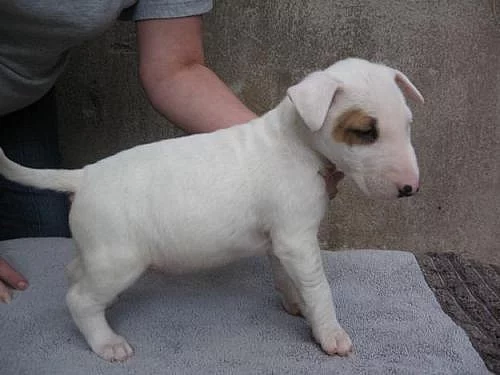 2 Mini bull terrier štěňata