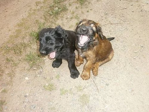 Briard - plavá a černá štěňata