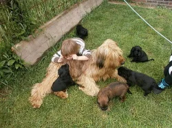 Briard - plavá a černá štěňata