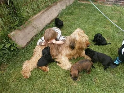Briard - plavá a černá štěňata