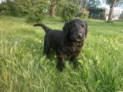 Briard - plavá a černá štěňata
