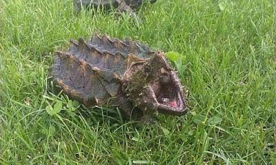 Macrochelys temminckii 