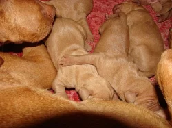 Maďarský ohař - Vizsla štěňátka s PP