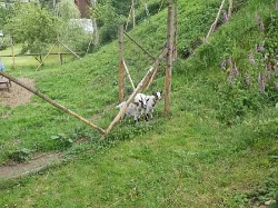 Holandské kozy