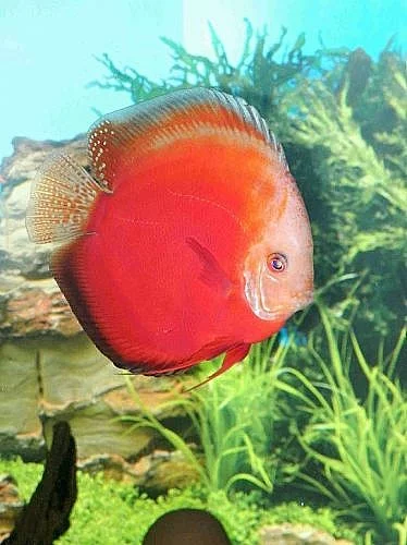 DISCUS
