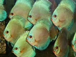 DISCUS