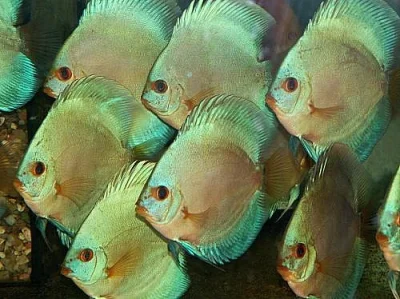DISCUS