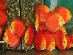 DISCUS