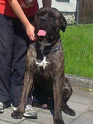 krytí cane corso