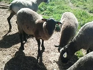 Prodám beránka ovce Romanovky