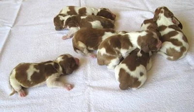 Welsh Springer Spaniel - štěňata s PP