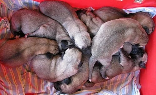 Kangal From Czech Heart - anatolský pastevecký pes