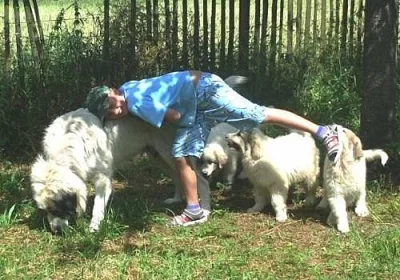 Pyrenejský horský pes