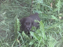 Labrador