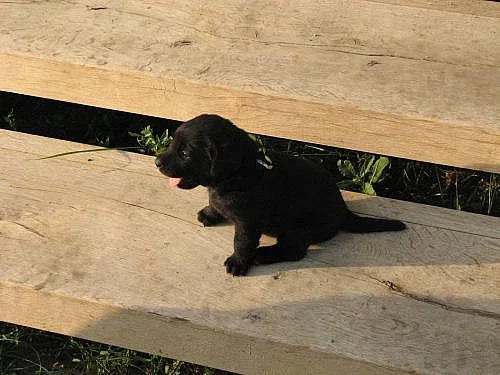 Labrador