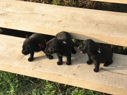 Labrador