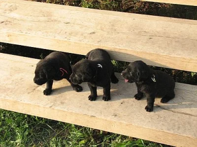 Labrador
