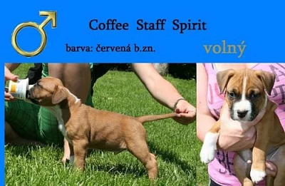 štěňátko AST
