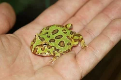 Rohatky - Ceratophrys cranwelli