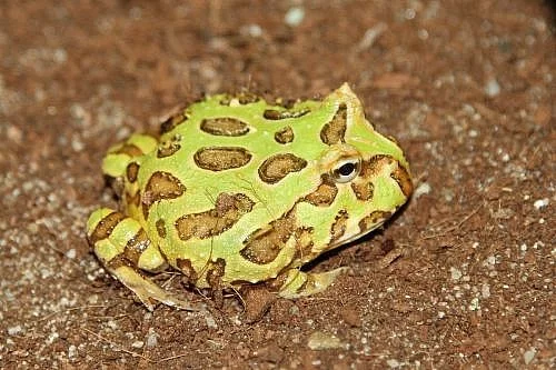 Rohatky - Ceratophrys cranwelli