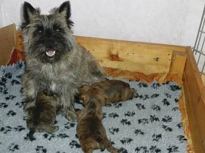 Cairn Terrier štěňata