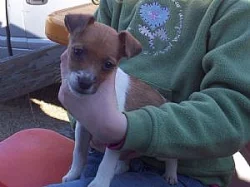 Krásná Jack Russell štěňátk