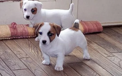Krásná Jack Russell  štěňátk