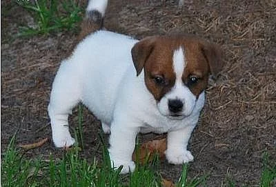 Krásná Jack Russell štěňátk