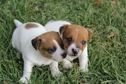 Krásná Jack Russell štěňátk