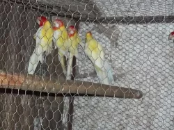 Rozela