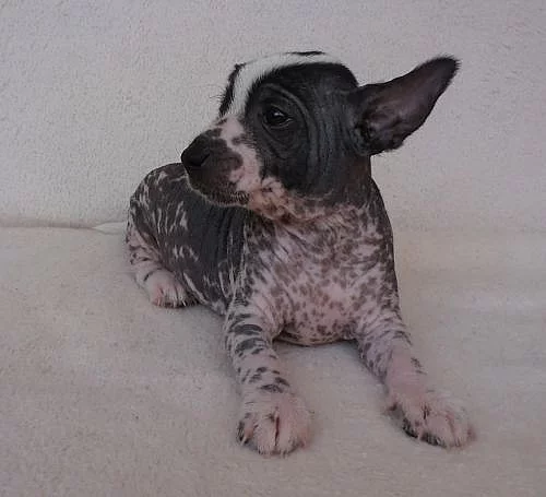 Mexický naháč malý