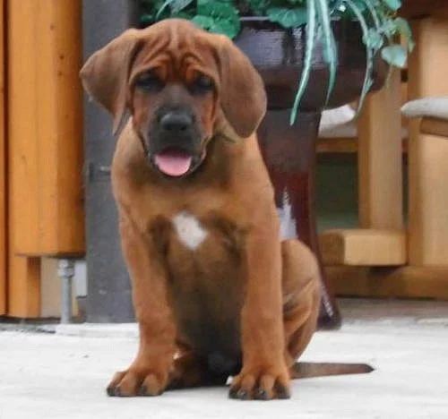 Tosa Inu štěňata
