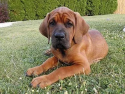 Tosa Inu štěňata