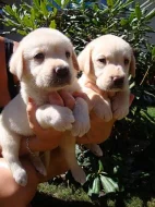 Labrador, Labradorský retrívr
