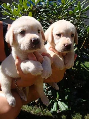 Labrador, Labradorský retrívr