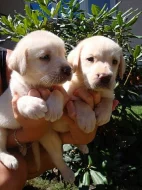 Labrador, Labradorský retrívr