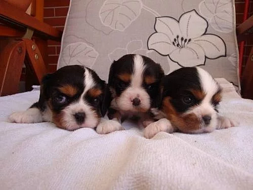 Kavalír King Charles Španěl, KKCHŠ