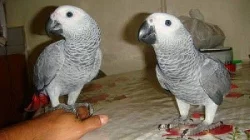 Dětské africké šedé papoušci na prodej 