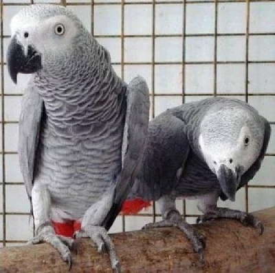 Dětské africké šedé papoušci na prodej 