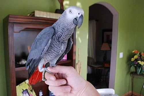 africké šedé papoušci na prodej