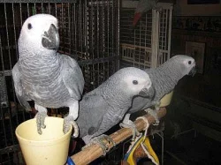 africké šedé papoušci na prodej