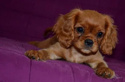 Kavalír king charles španěl